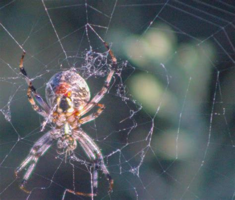 spotted orb weaver poisonous.